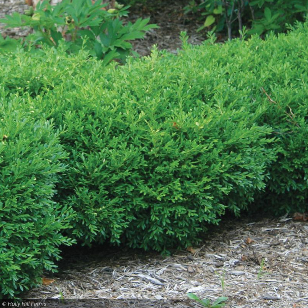 Boxwood, Franklin's Gem #3