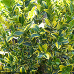 Load image into Gallery viewer, Boxwood, Golden Triumph #2
