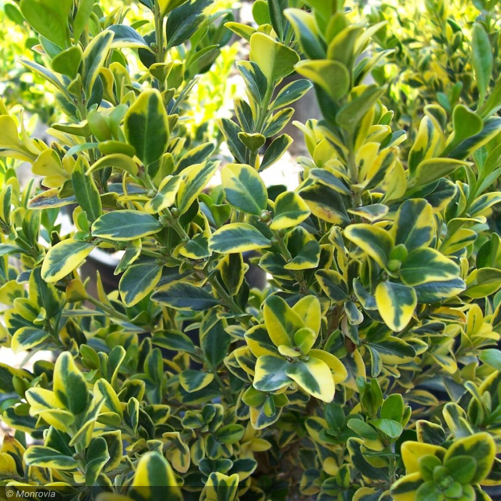 Boxwood, Golden Triumph #2