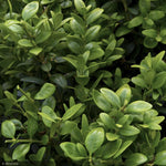 Load image into Gallery viewer, Boxwood, Green Tower #15
