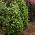 Load image into Gallery viewer, Boxwood, Green Tower #15
