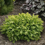 Load image into Gallery viewer, Boxwood, Green Velvet #7
