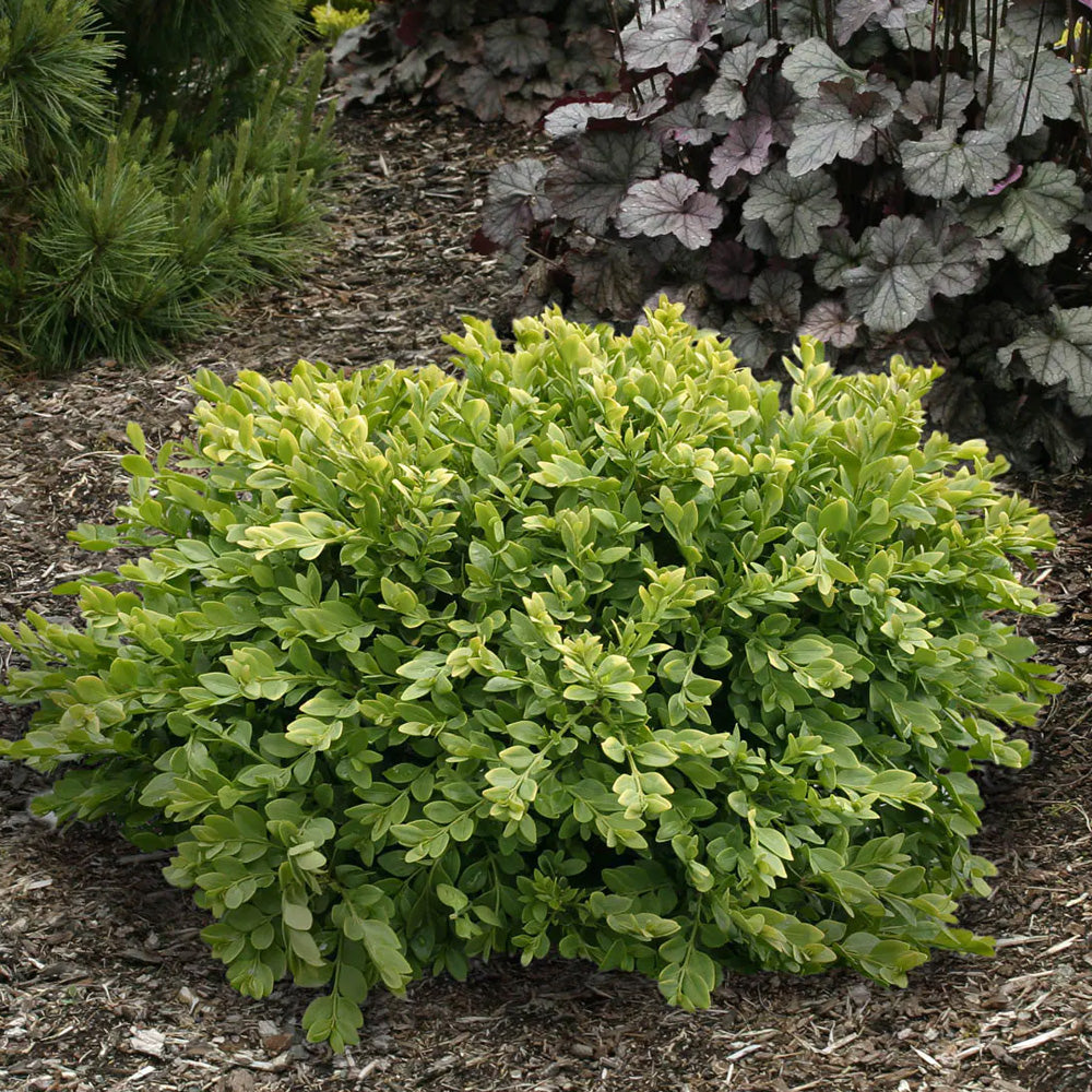 Boxwood, Green Velvet #10