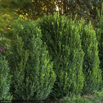 Load image into Gallery viewer, Boxwood, Green Mountain #10
