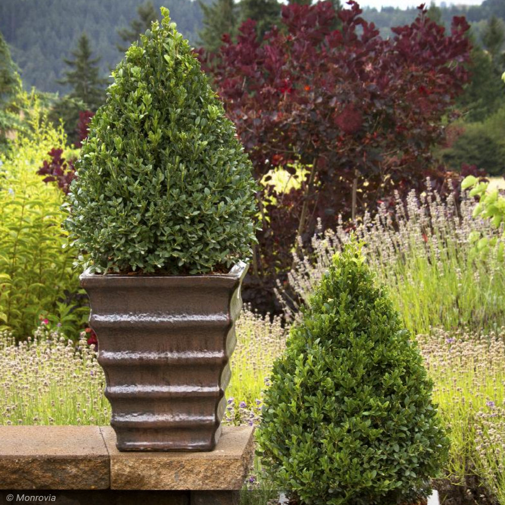 Fall Color Boxwood Boxwood, Green Mountain 30