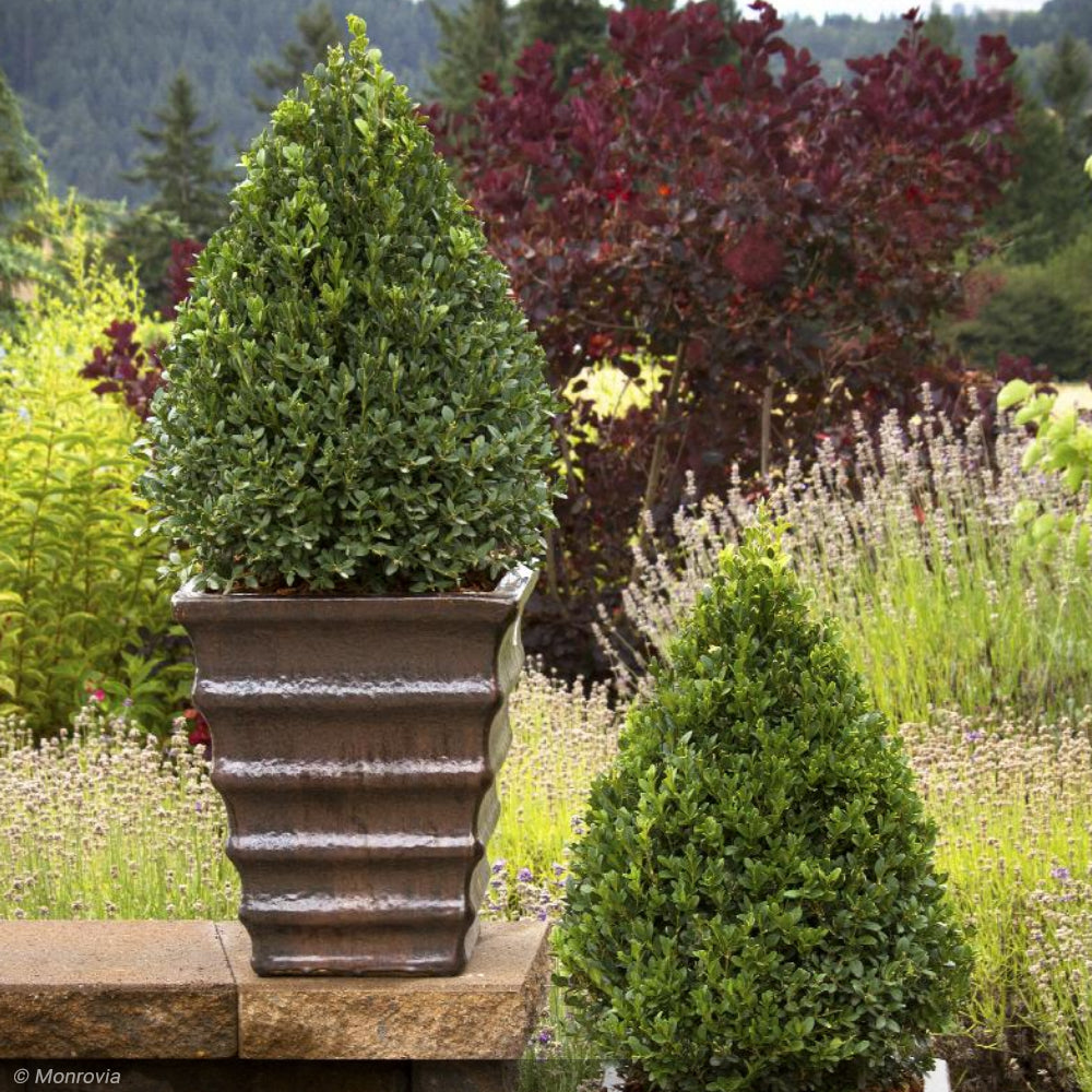 Boxwood, Green Mountain Cone #5