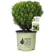 Boxwood, NewGen Freedom #10