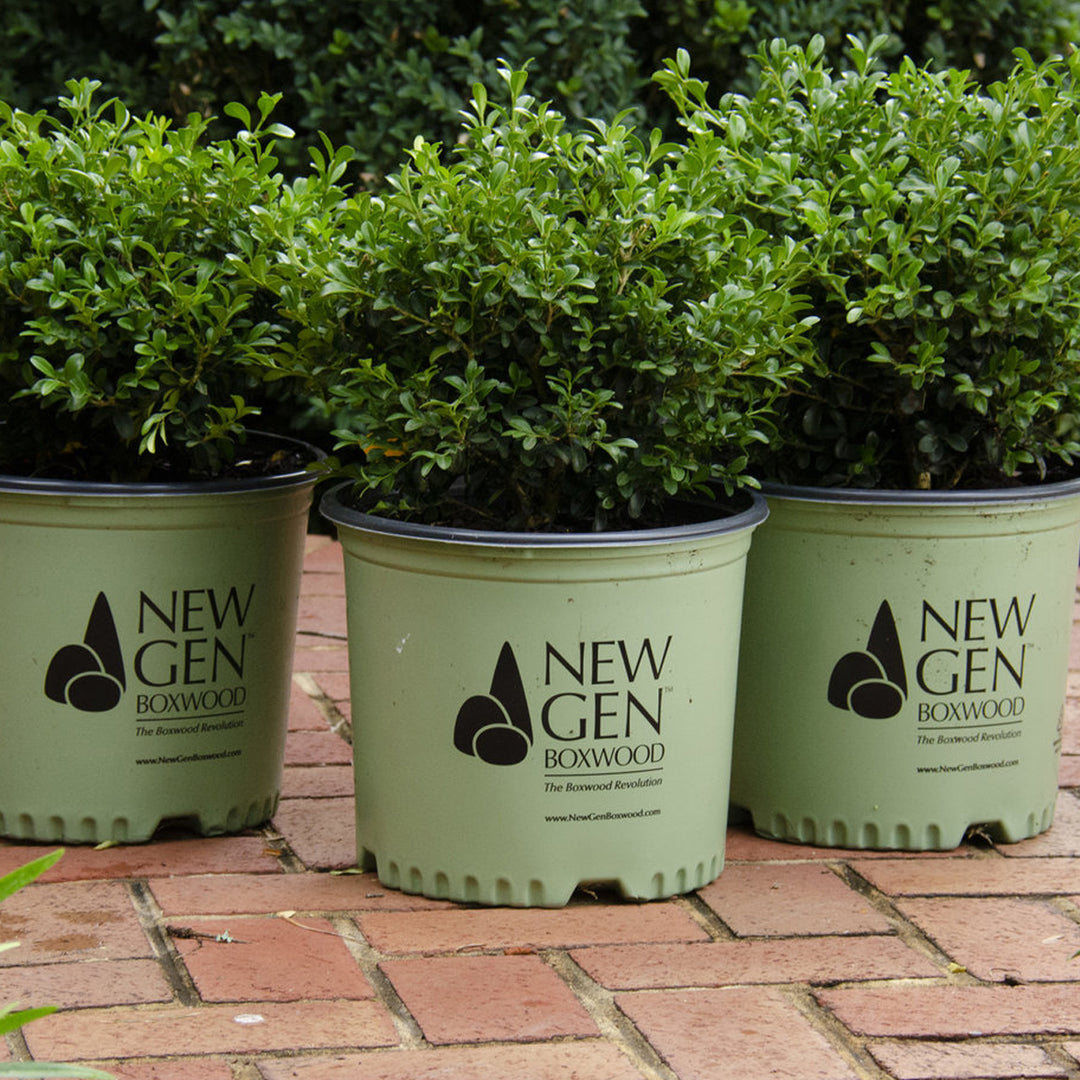 Boxwood, NewGen Independence #3