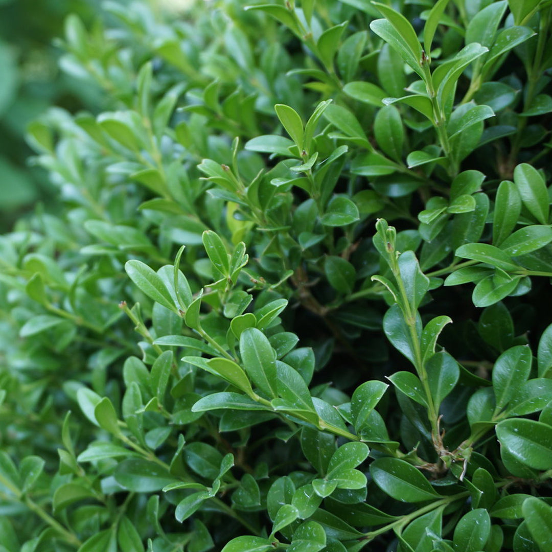 Boxwood, NewGen Independence #3