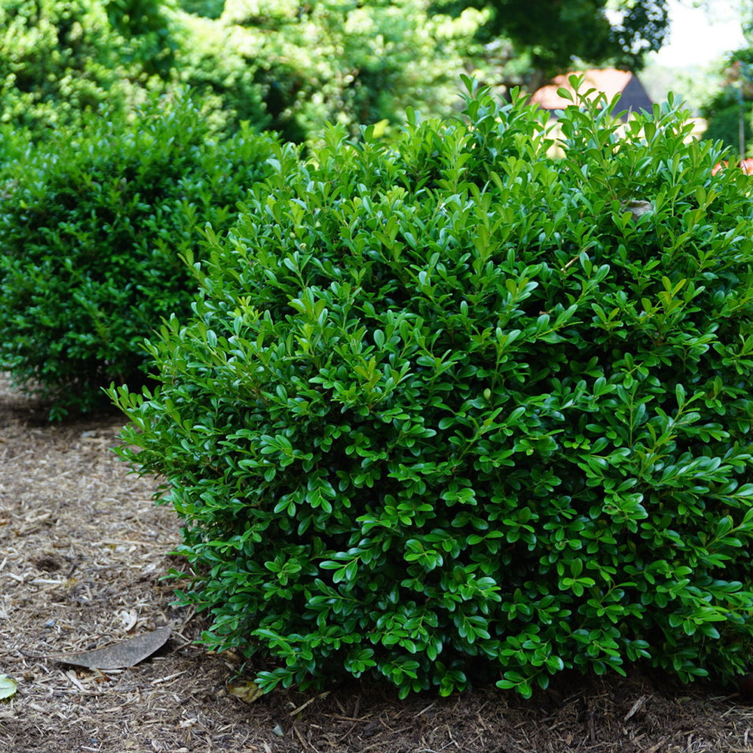 Boxwood, NewGen Independence #3