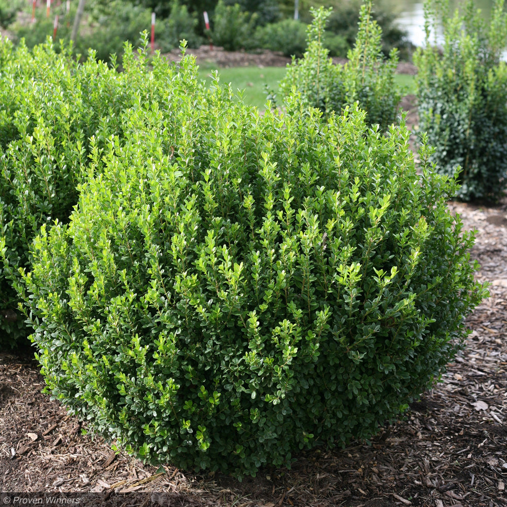 Boxwood, Sprinter #3 – Greenwood Creek Nursery