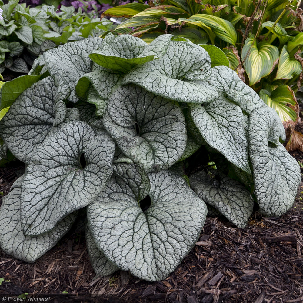 Brunnera, Queen of Hearts #1