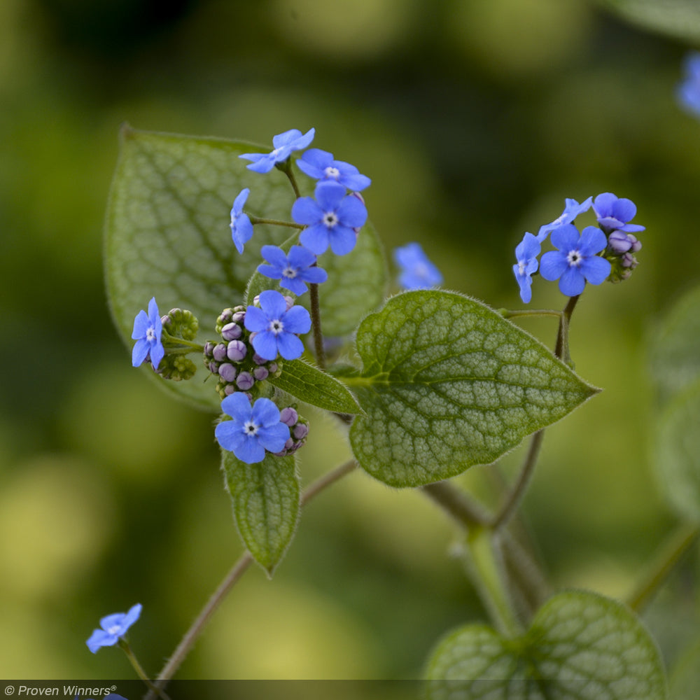 Brunnera, Queen of Hearts #1