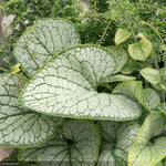 Load image into Gallery viewer, Brunnera, Silver Heart #1