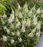 Load image into Gallery viewer, Butterfly Bush, Butterfly Candy Li&#39;l Coconut #2
