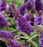 Load image into Gallery viewer, Butterfly Bush, Butterfly Candy Li&#39;l Grape #2
