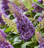 Load image into Gallery viewer, Butterfly Bush, Butterfly Candy Li&#39;l Lavender #2
