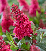 Load image into Gallery viewer, Butterfly Bush, Butterfly Candy Li&#39;l Raspberry #2
