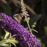 Load image into Gallery viewer, Butterfly Bush, Black Knight #3
