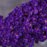 Load image into Gallery viewer, Butterfly Bush, Buzz Midnight #1
