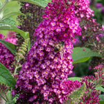 Load image into Gallery viewer, Butterfly Bush, Cranrazz #3