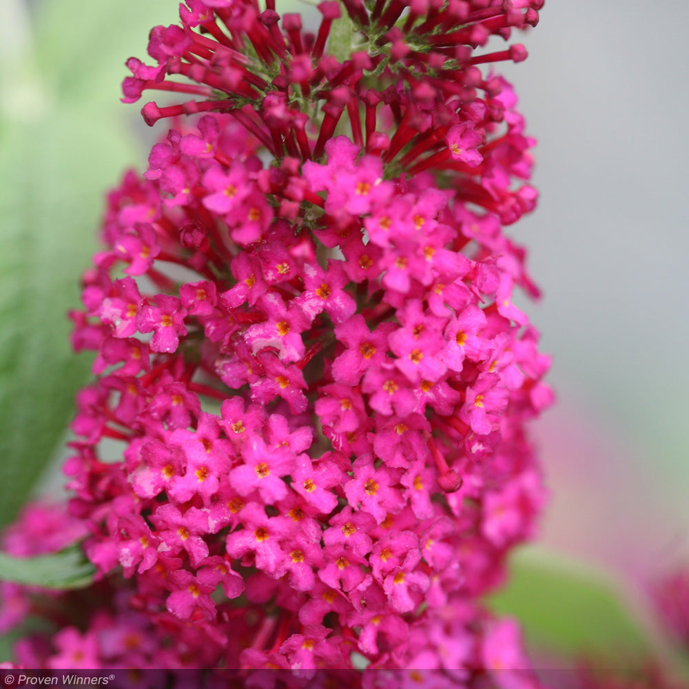 Butterfly Bush, Miss Molly #3