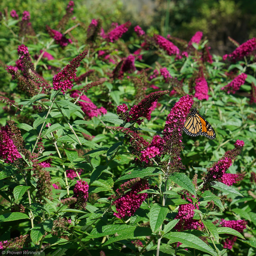 Butterfly Bush, Miss Molly #3