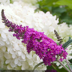 Load image into Gallery viewer, Butterfly Bush, Miss Ruby #3