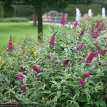 Load image into Gallery viewer, Butterfly Bush, Miss Ruby #3
