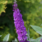 Load image into Gallery viewer, Butterfly Bush, Miss Violet #3
