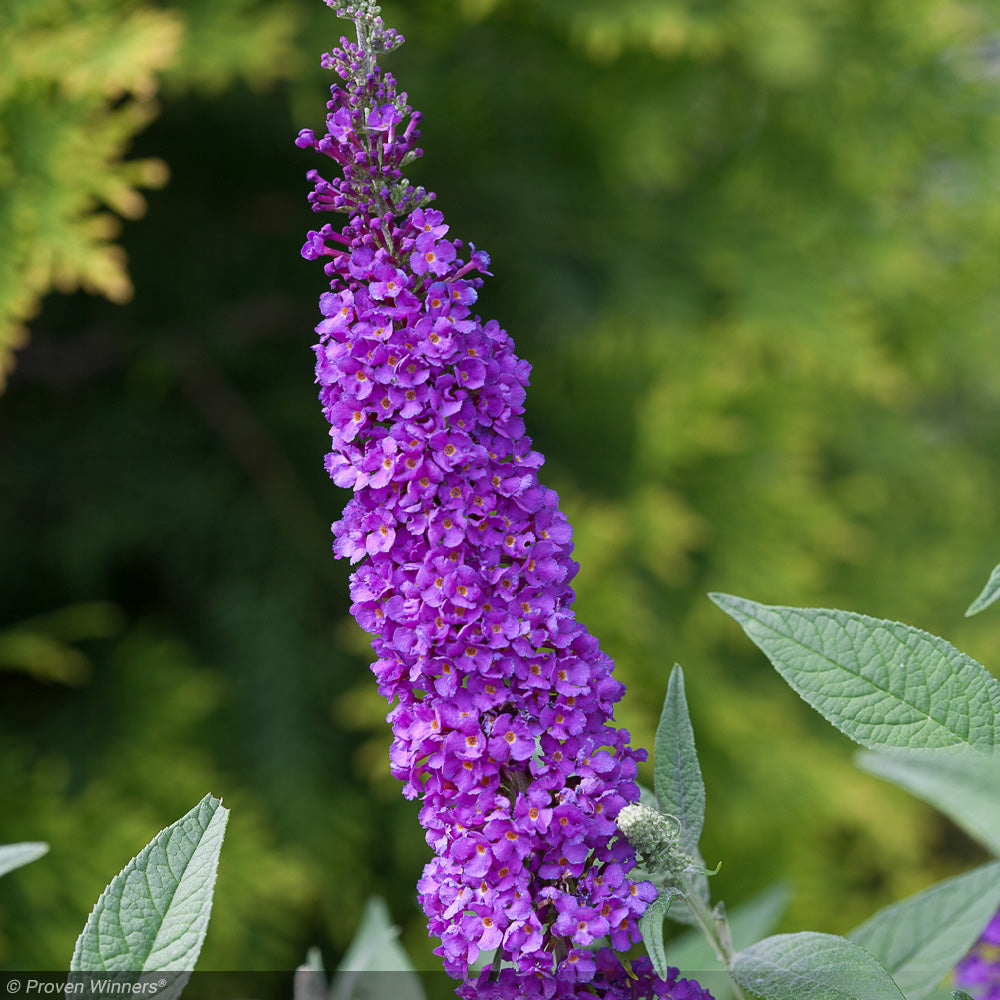 Butterfly Bush, Miss Violet #3