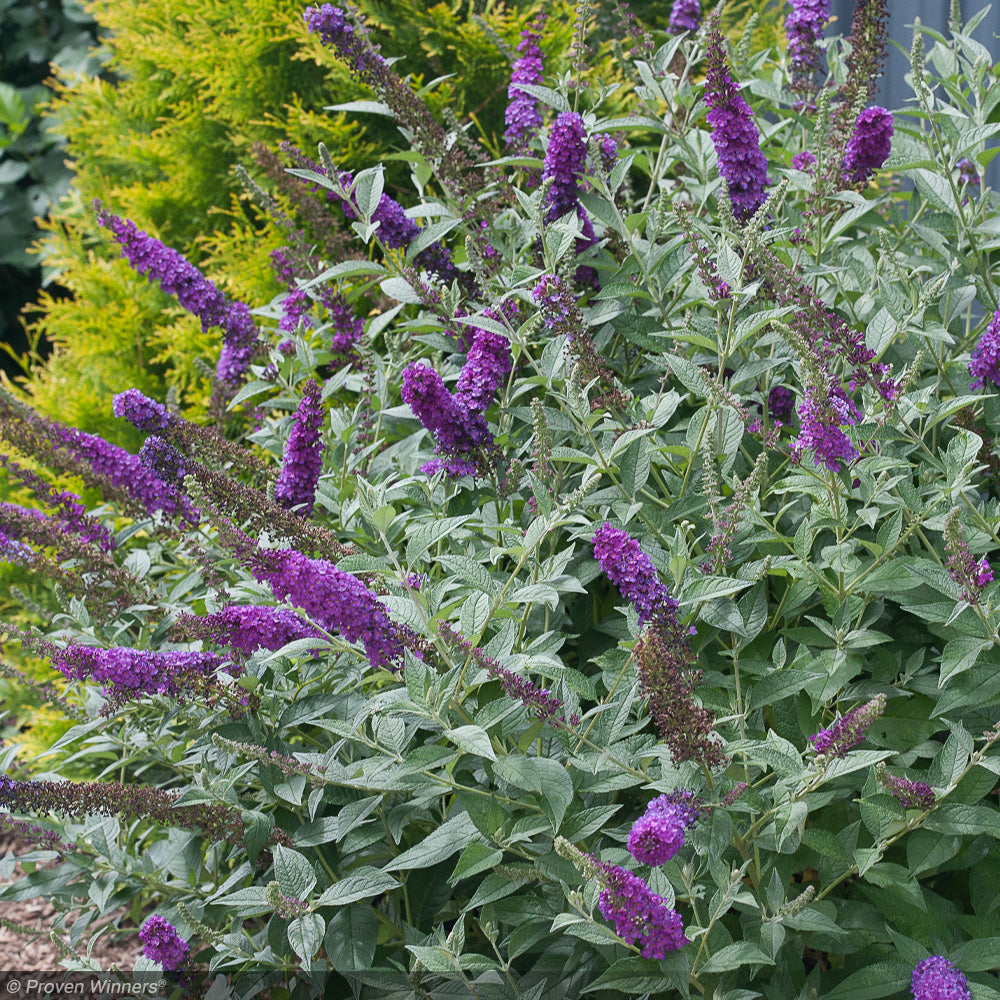 Butterfly Bush, Miss Violet #3