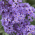 Load image into Gallery viewer, Butterfly Bush, True Blue, #2
