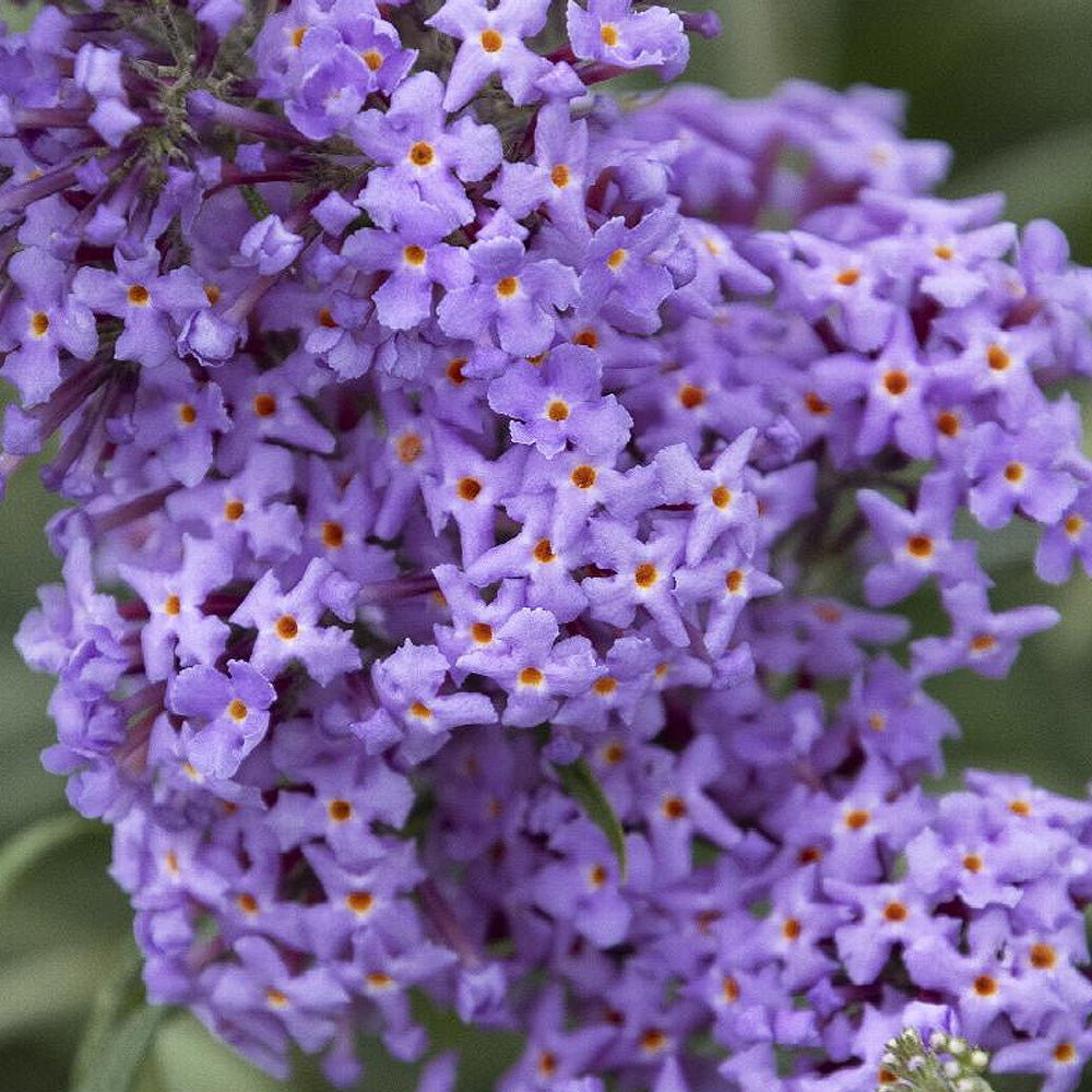 Butterfly Bush, True Blue, #2