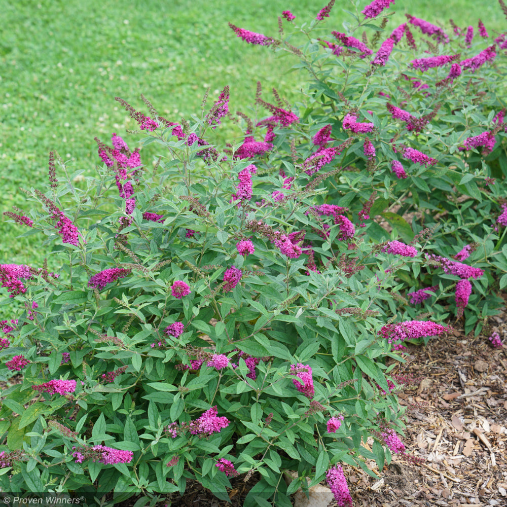 Butterfly Bush, Lo & Behold Ruby Chip #3