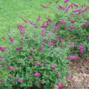 Butterfly Bush, Lo & Behold Ruby Chip #3