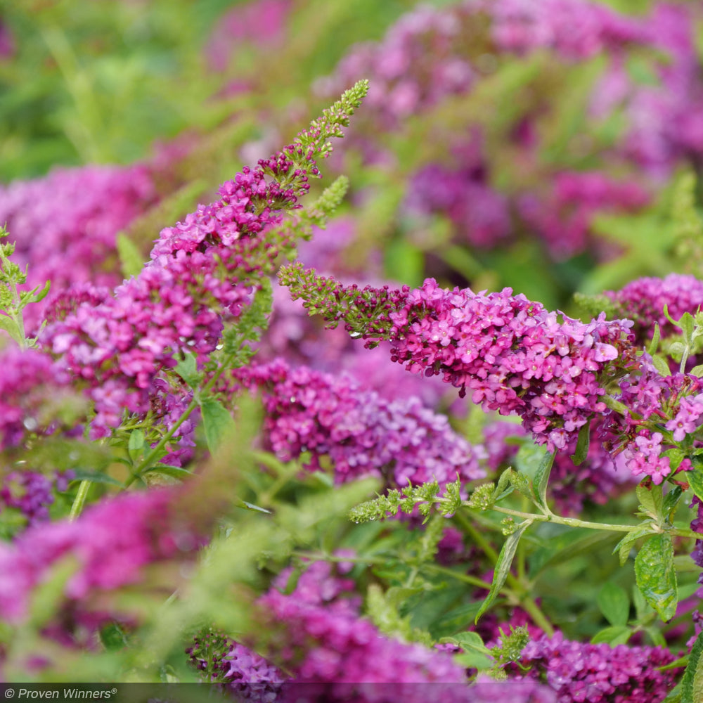 Butterfly Bush, Lo & Behold Ruby Chip #3