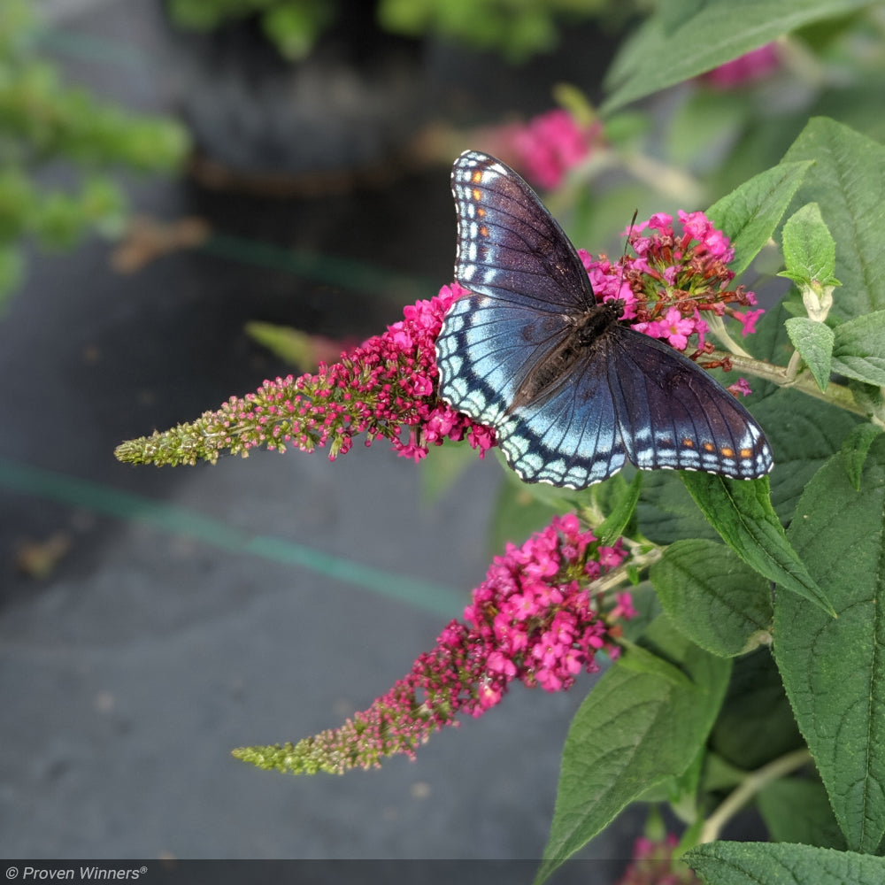 Butterfly Bush, Lo & Behold Ruby Chip #3