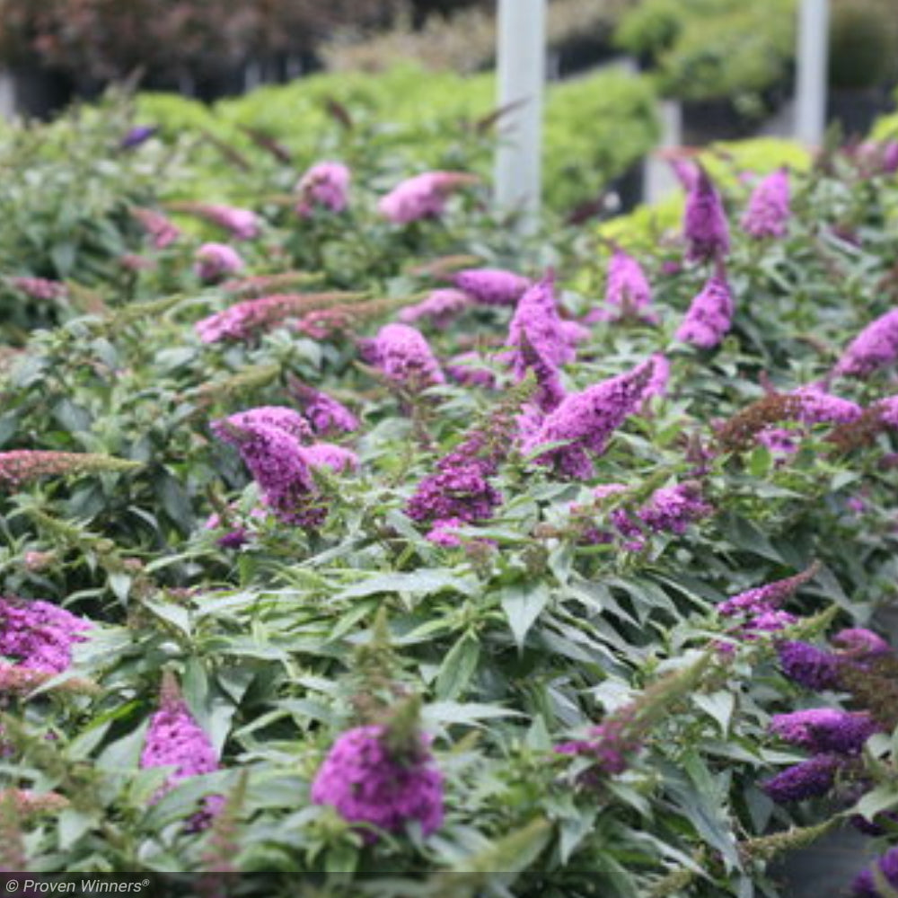 Butterfly Bush, Pugster Periwinkle #2