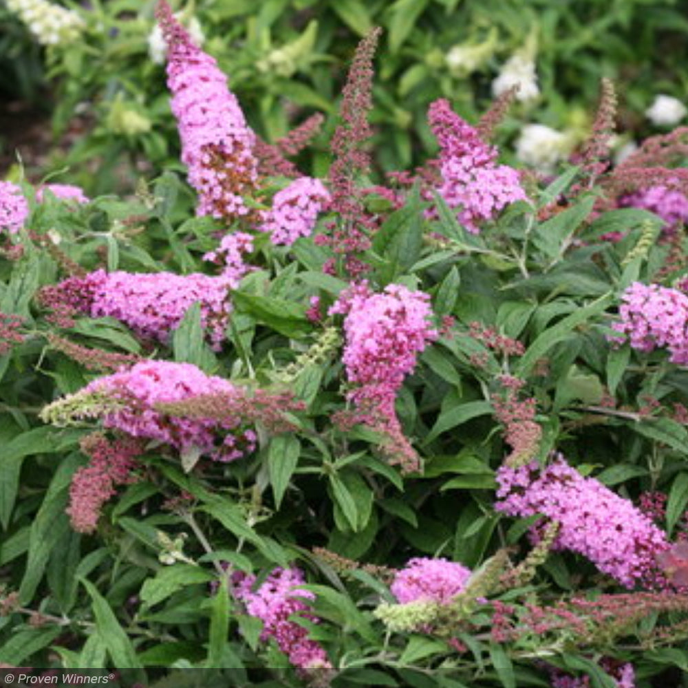 Butterfly Bush, Pugster Pink #3