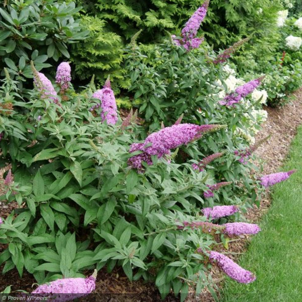 Butterfly Bush, Pugster Pinker #2