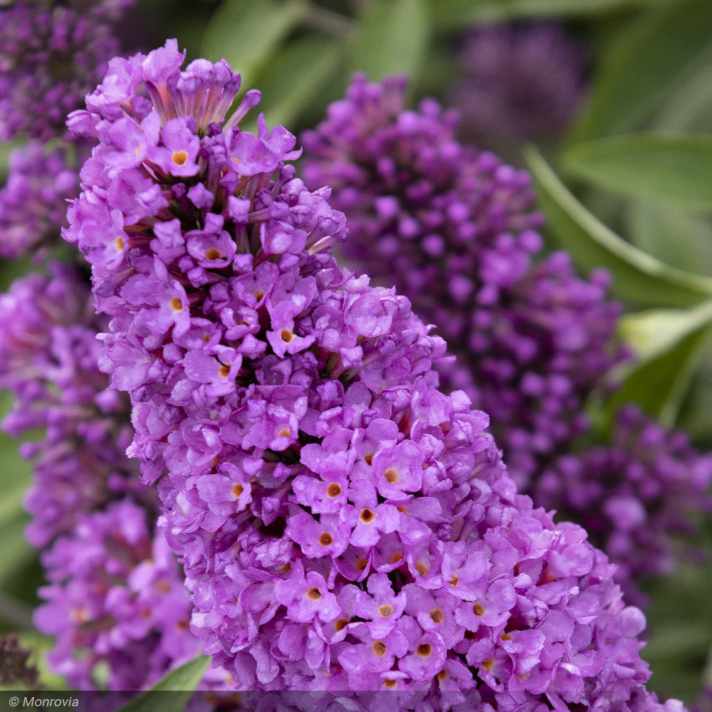 Butterfly Bush, Tutti Fruitti #3