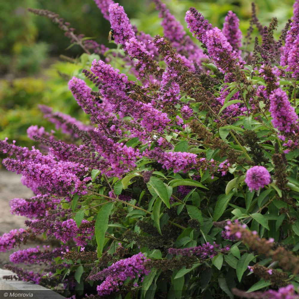 Butterfly Bush, Tutti Fruitti #3