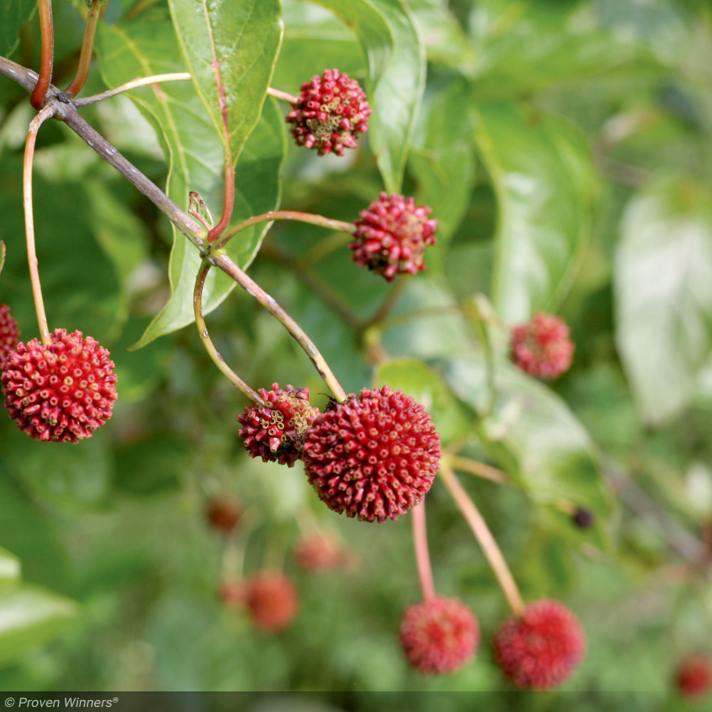 Buttonbush, Sugar Shack #3