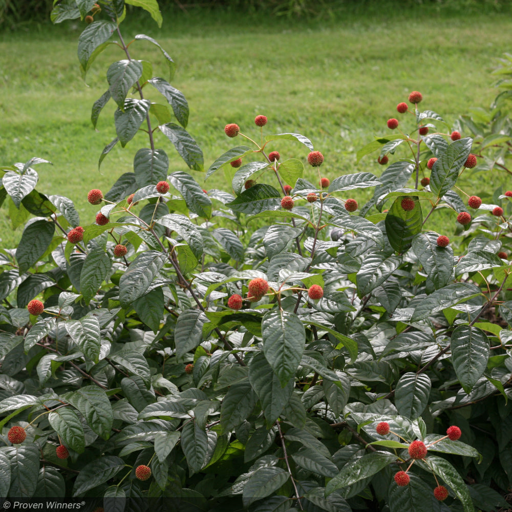 Buttonbush, Sugar Shack #3