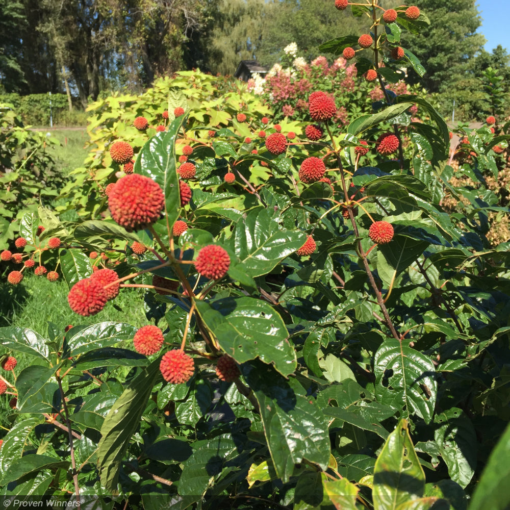 Buttonbush, Sugar Shack #3