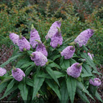 Load image into Gallery viewer, Butterfly Bush, Pugster Amethyst #2
