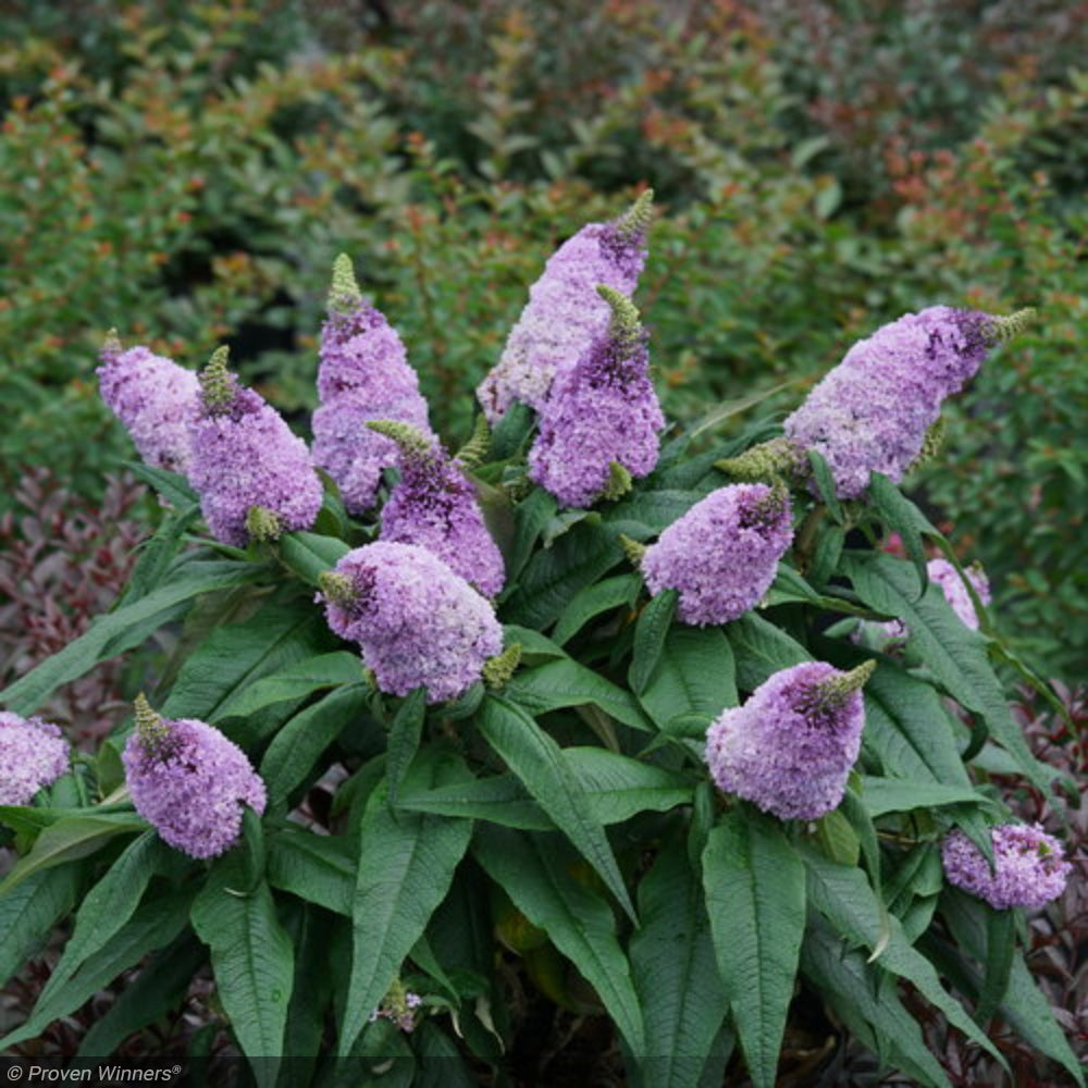 Butterfly Bush, Pugster Amethyst #2