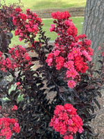 Load image into Gallery viewer, Crape Myrtle, Thunderstruck Rumblin Red #15