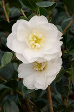 Load image into Gallery viewer, Camellia, Autumn Rocket #3